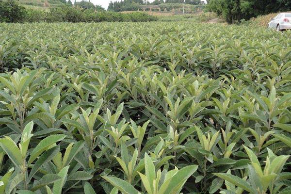 枇杷樹苗價格多少錢一棵