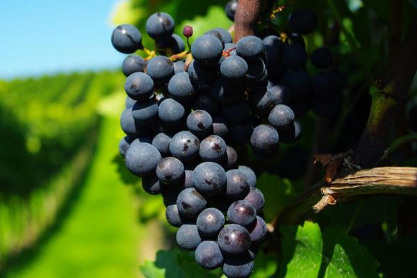 夏黑葡萄有籽嗎