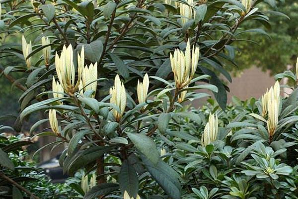 枇杷樹苗價格多少錢一棵