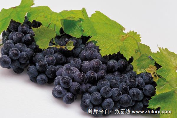 孕婦可以吃夏黑葡萄嗎