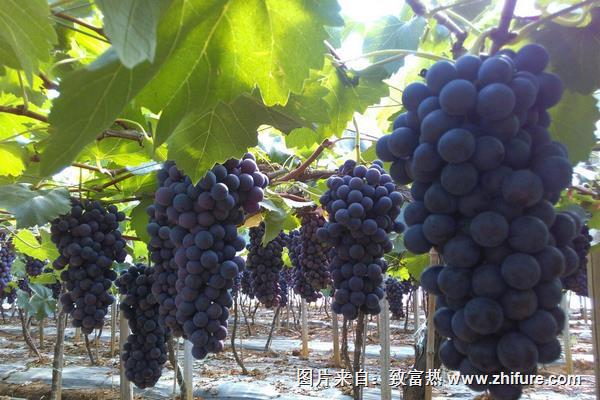 夏黑葡萄大棚栽培技術