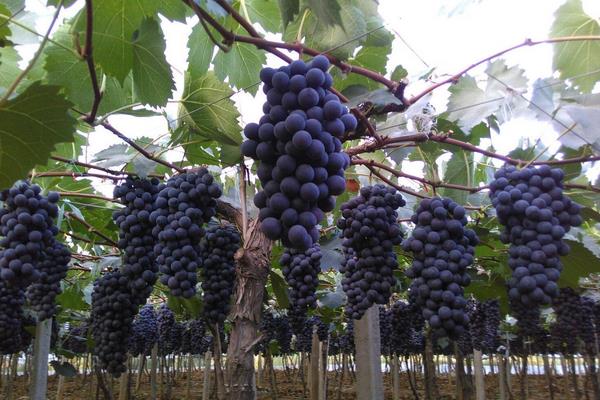 夏黑葡萄大棚栽培技術