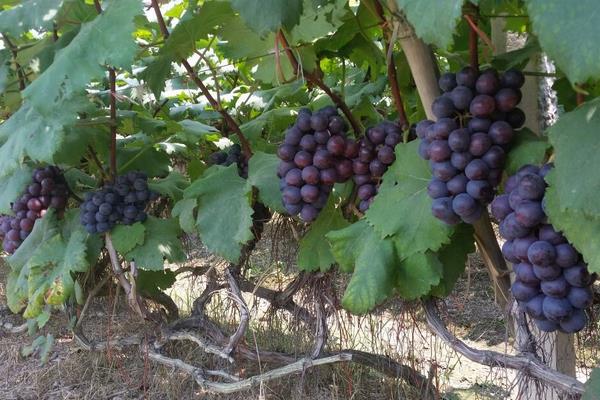 夏黑葡萄大棚栽培技術