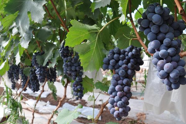 夏黑葡萄大棚栽培技術