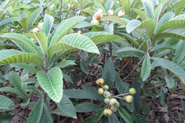 枇杷樹苗價格多少錢一棵