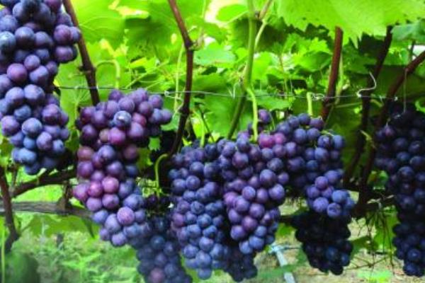 夏黑葡萄大棚栽培技術