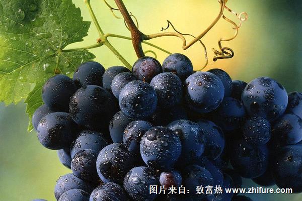 夏黑葡萄什么時候成熟