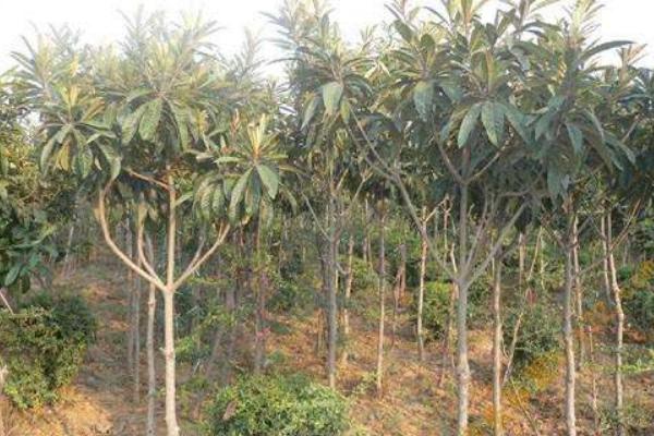 枇杷樹苗價格多少錢一棵