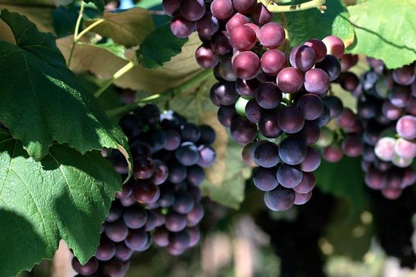 夏黑葡萄有籽嗎