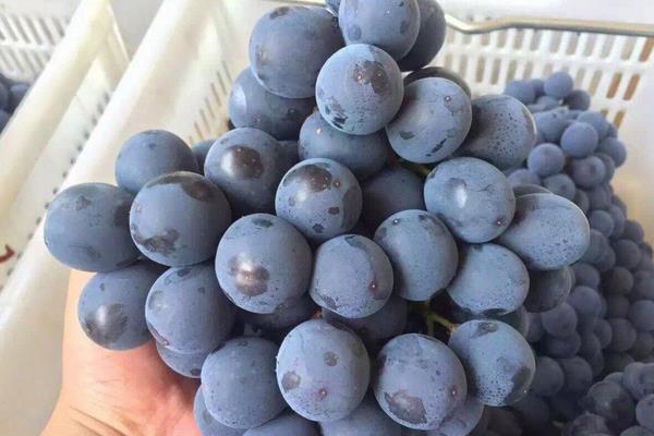 夏黑葡萄畝產(chǎn)多少