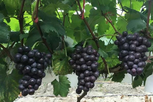 夏黑葡萄畝產(chǎn)多少