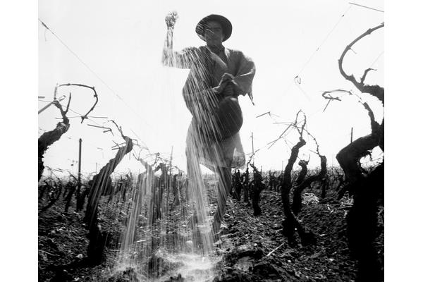 夏黑葡萄畝產(chǎn)多少