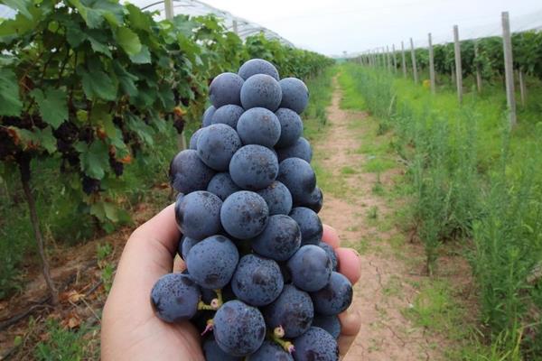 夏黑葡萄畝產(chǎn)多少