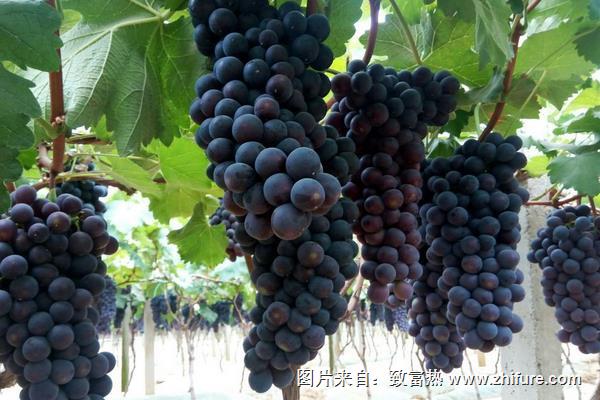夏黑葡萄病蟲害防治方法