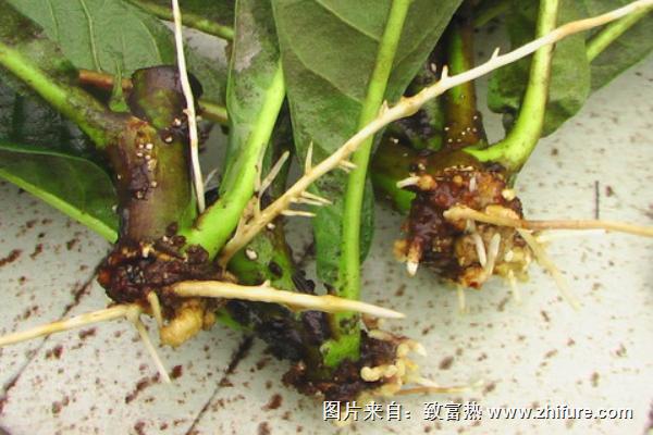 枇杷根的功效與作用及禁忌