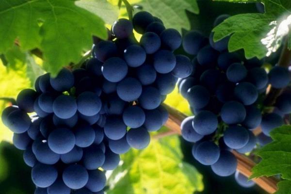 夏黑葡萄有籽嗎