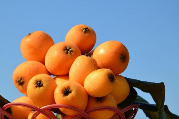 枇杷根的功效與作用及禁忌