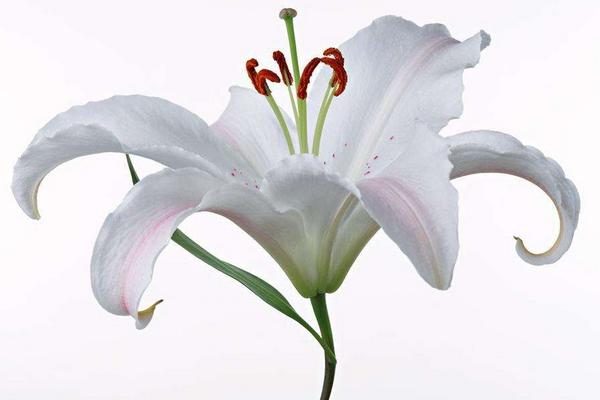 百合花對孕婦有影響嗎