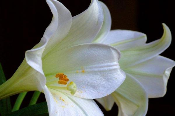 百合花對孕婦有影響嗎