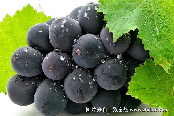 巨峰葡萄的營養價值