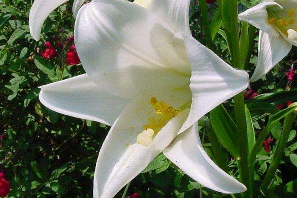 百合花對孕婦有影響嗎