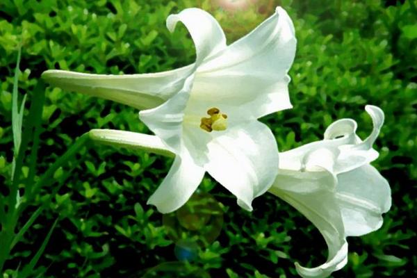 百合花對孕婦有影響嗎