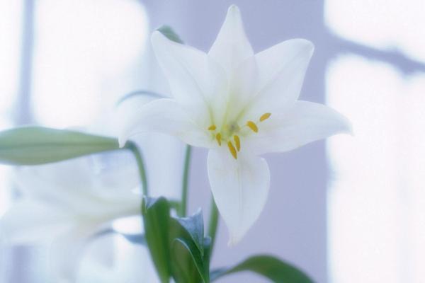 百合花對孕婦有影響嗎