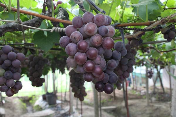 巨峰葡萄的營養價值