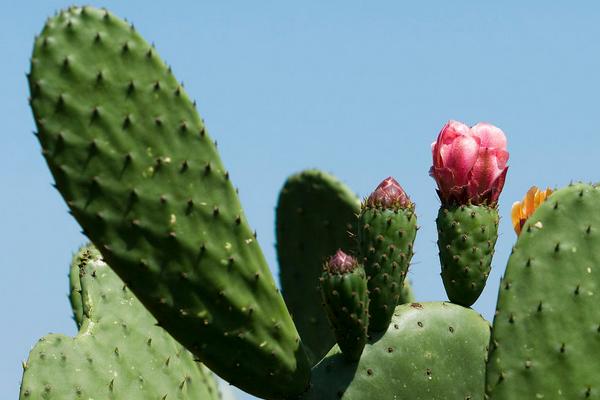百合花對孕婦有影響嗎
