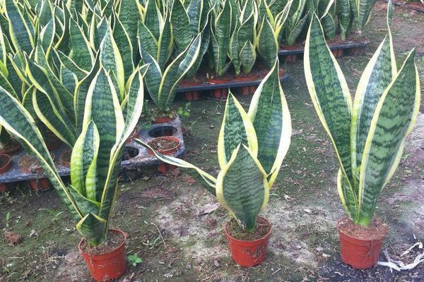 百合花對孕婦有影響嗎