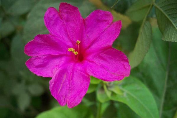 百合花對孕婦有影響嗎