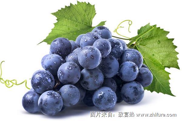 葡萄是熱性還是涼性