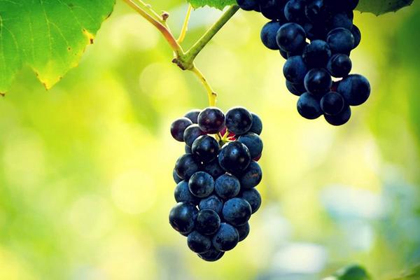 葡萄是熱性還是涼性