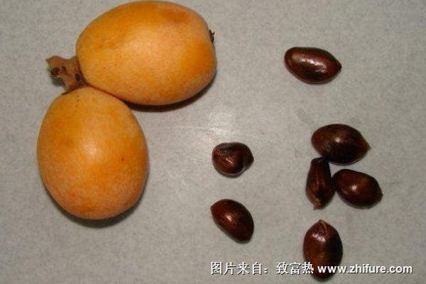 枇杷籽的功效與作用及禁忌