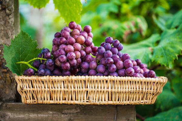 葡萄是熱性還是涼性