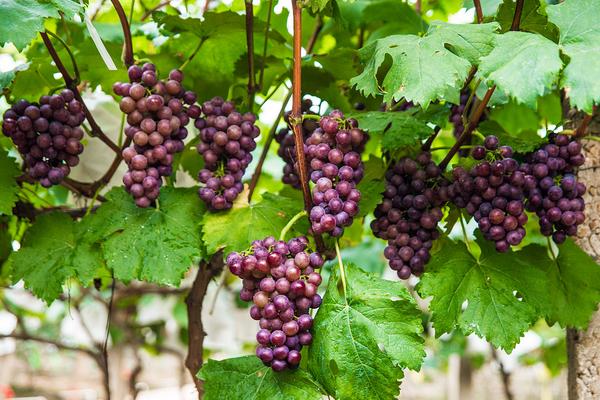 葡萄是熱性還是涼性