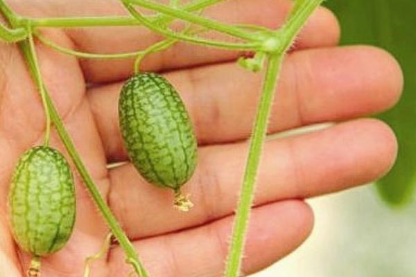 拇指西瓜價格多少錢一斤