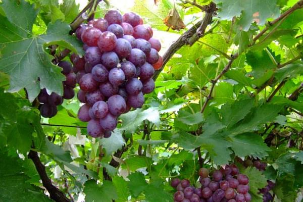 山葡萄的功效與作用及禁忌