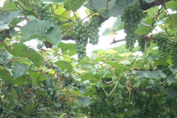 山葡萄的功效與作用及禁忌