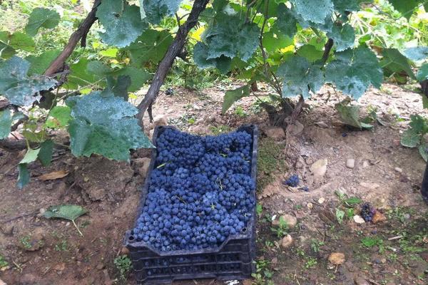 山葡萄的功效與作用及禁忌