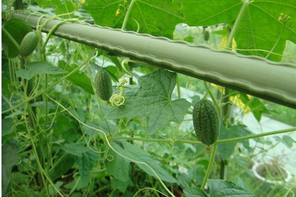 拇指西瓜價格多少錢一斤