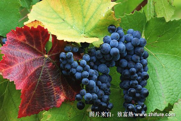 山葡萄價(jià)格多少錢一斤