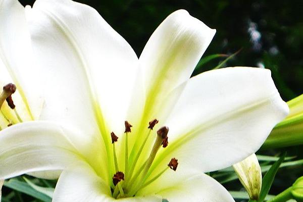 百合花的功效與作用及禁忌