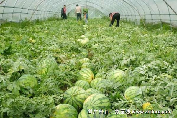 西瓜大棚種植技術大全