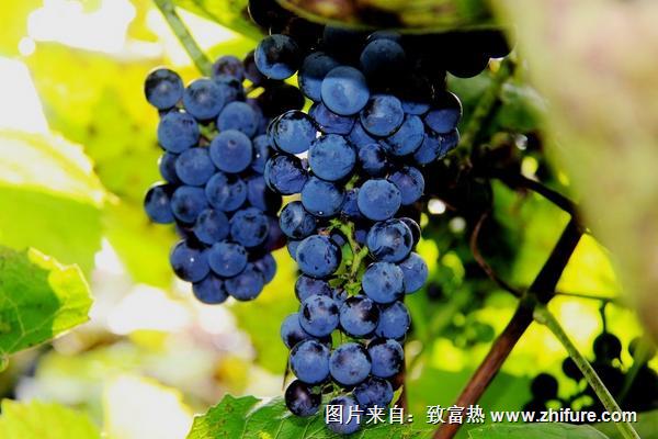 山葡萄什么時(shí)候成熟