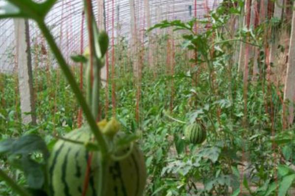 西瓜大棚種植技術(shù)大全