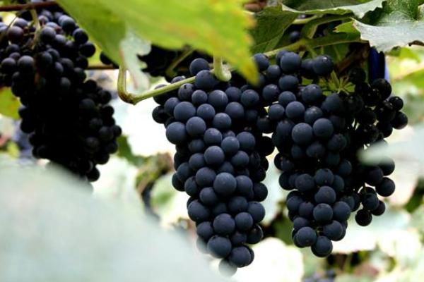 山葡萄什么時(shí)候成熟