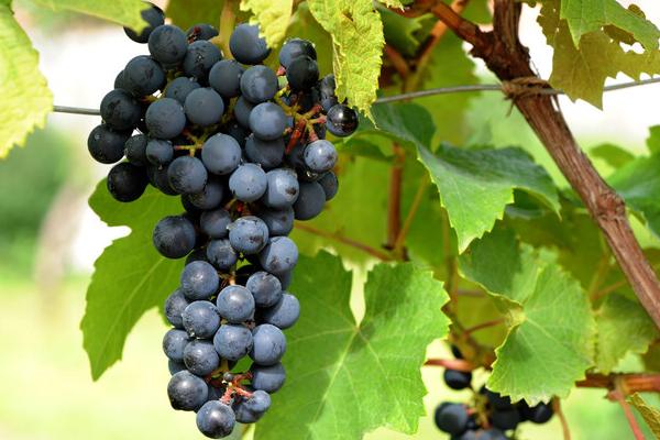 山葡萄什么時(shí)候成熟