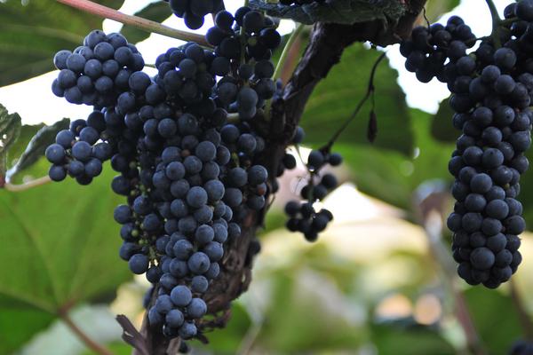 山葡萄什么時(shí)候成熟