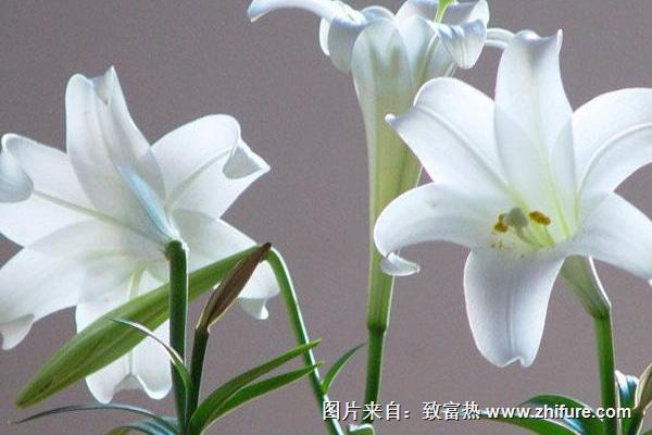 百合花的功效與作用及禁忌